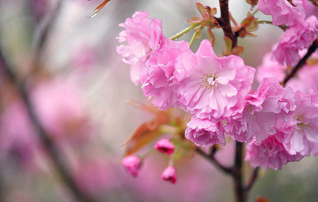 ぼたん桜は里桜 里のおやつには きんつばロール ロカマガ